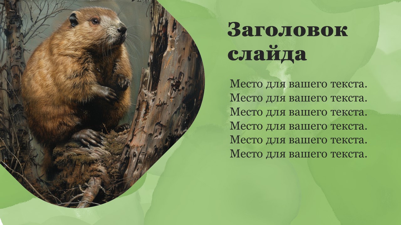 Презентация Бобр 