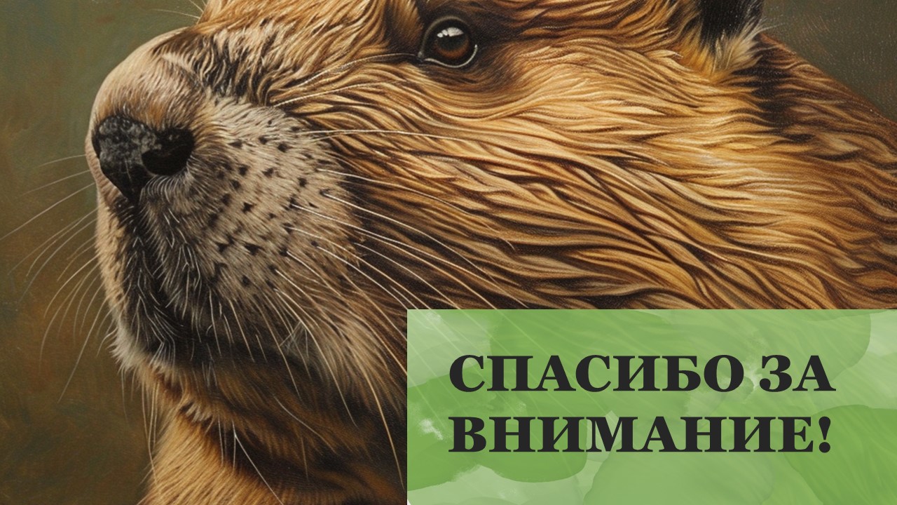 Презентация Бобр 