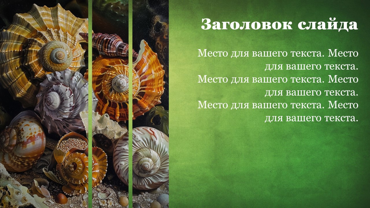 Презентация Брюхоногие моллюски 