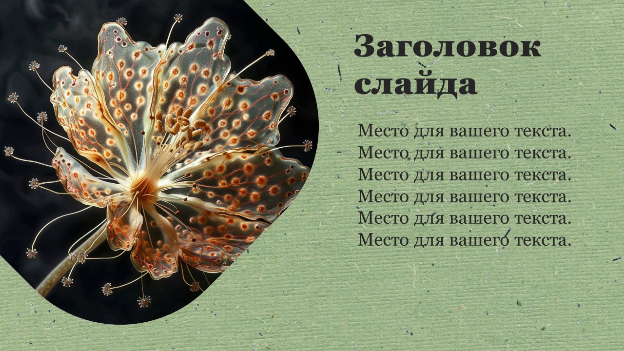 Презентация Двудольные 