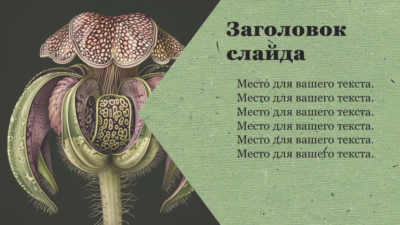 Презентация Двудольные 