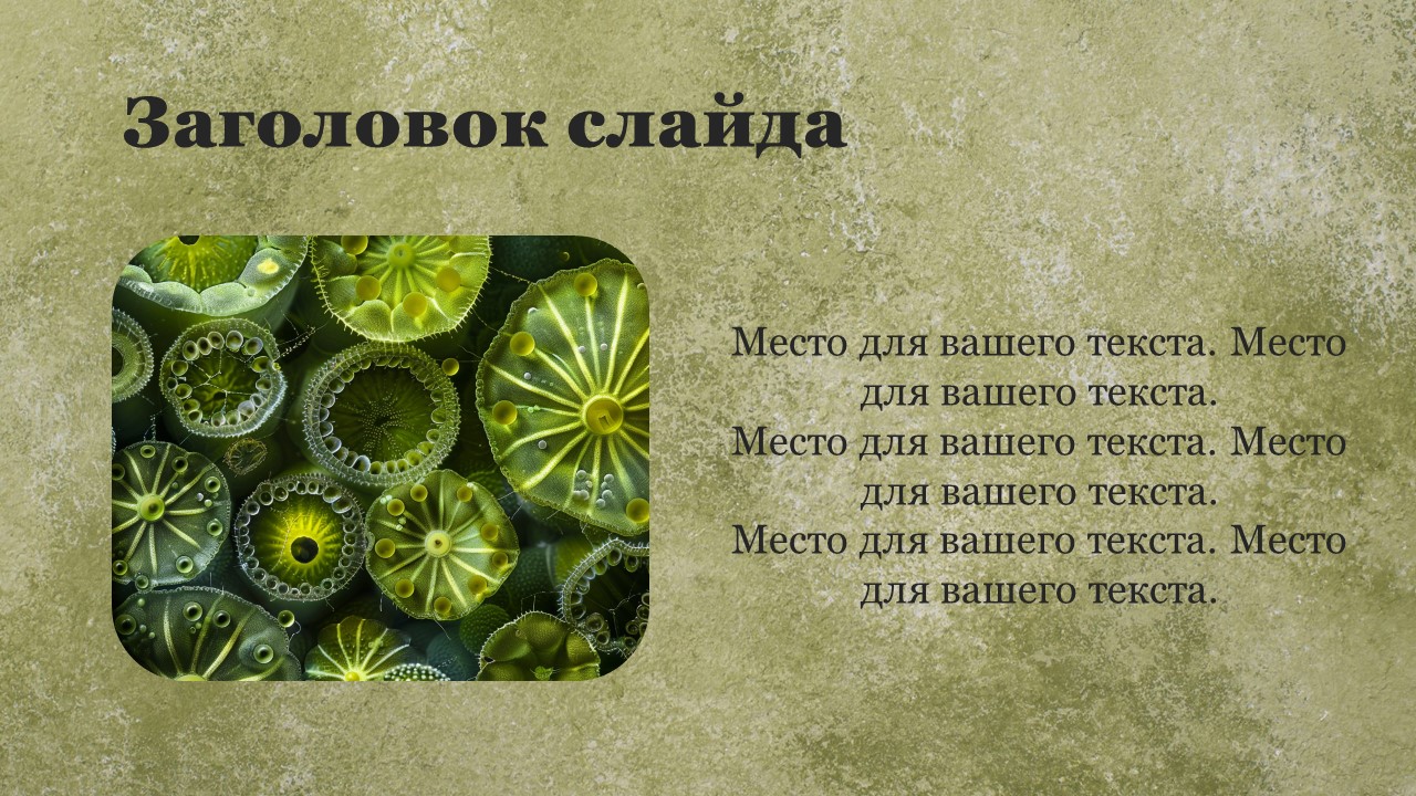 Презентация Фотосинтез и питание растений 