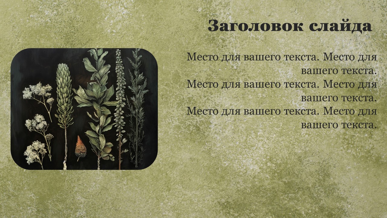 Презентация Голосеменные растения 