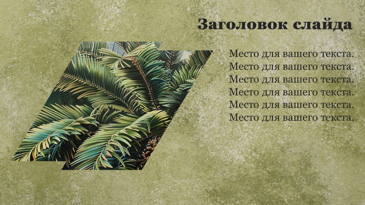 Презентация Голосеменные растения 