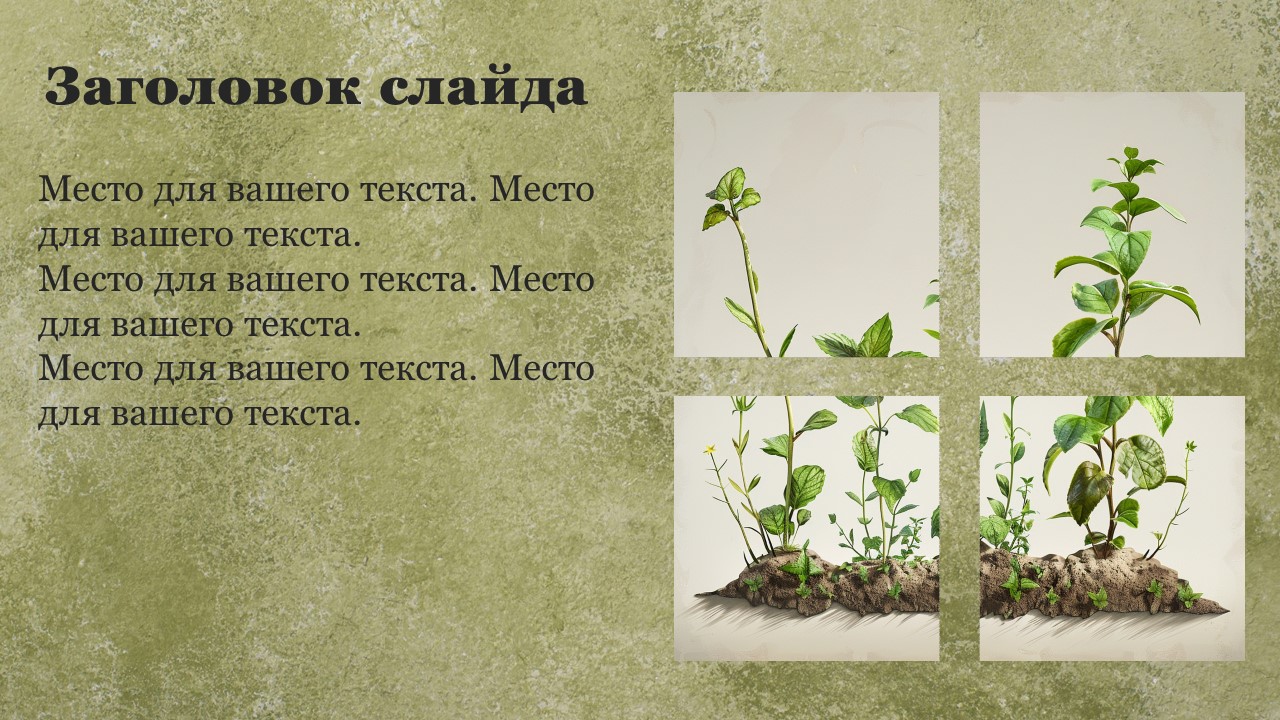 Презентация Класс двудольные растения 