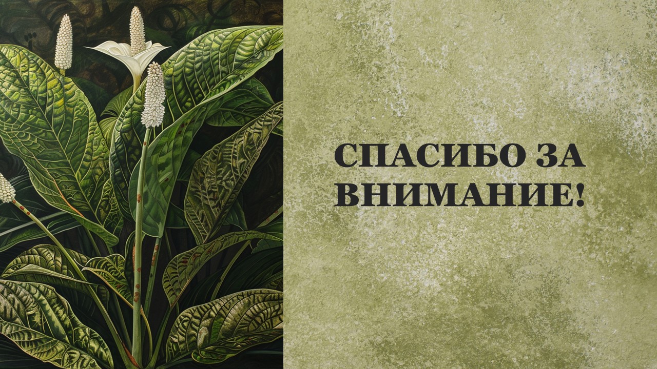 Презентация Класс двудольные растения 