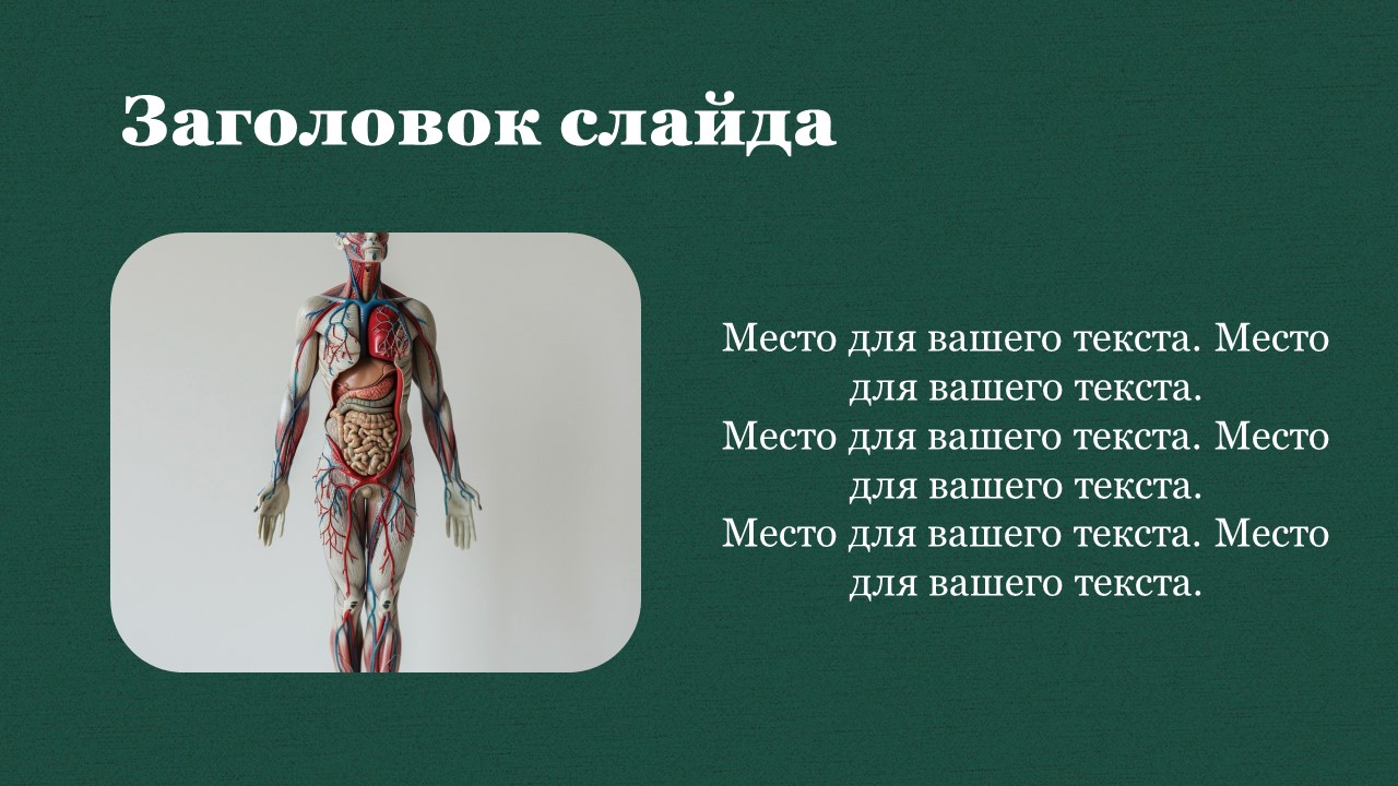 Презентация Кровеносная система человека 