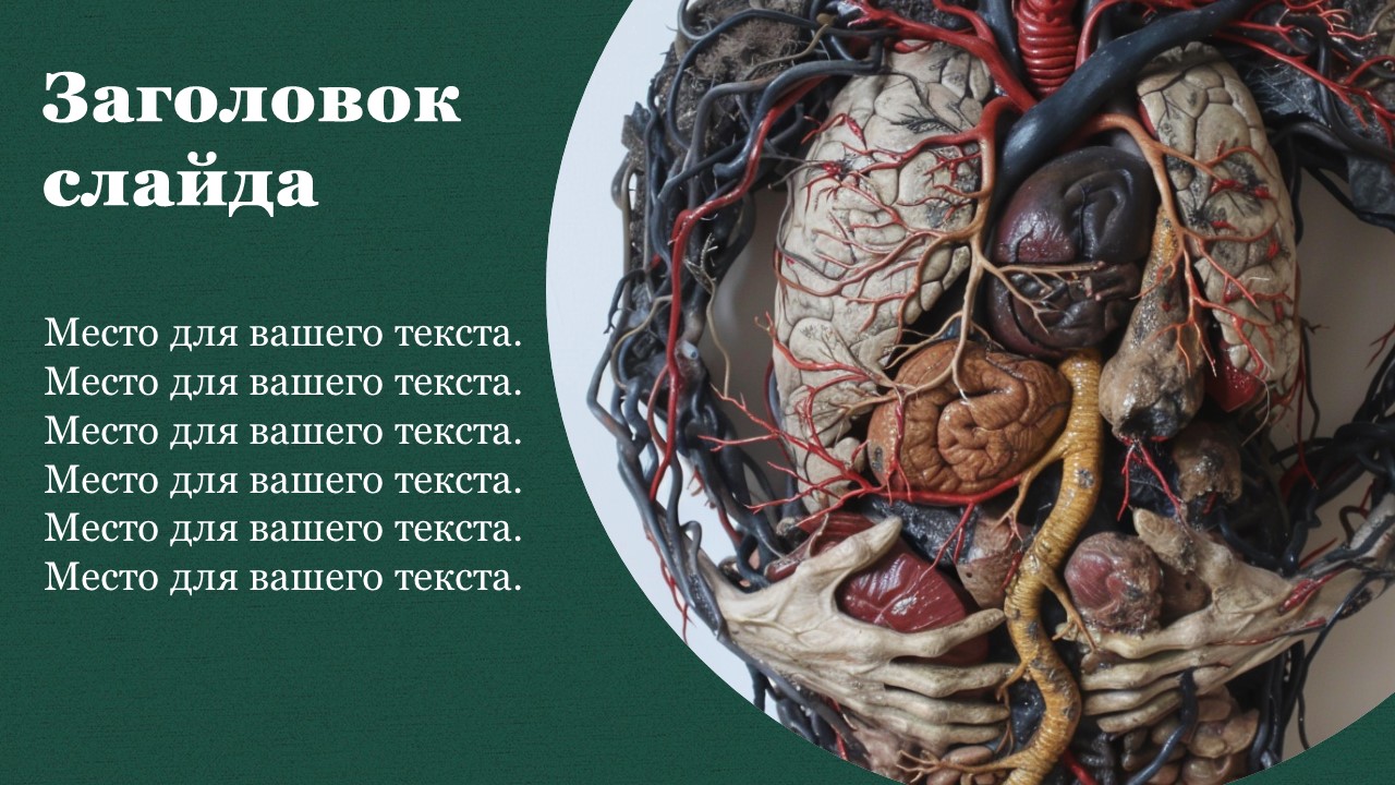 Презентация Кровеносная система человека 
