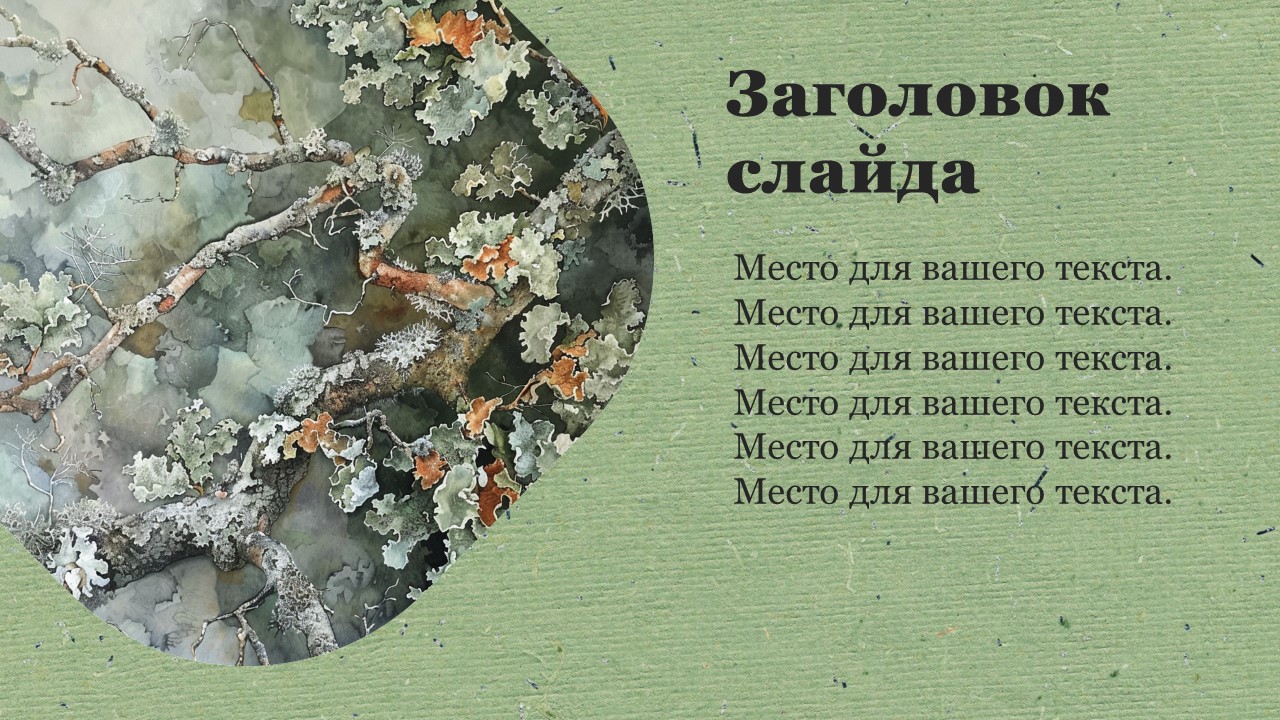 Презентация Лишайники 