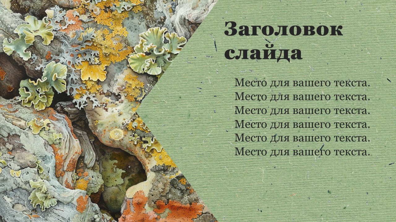 Презентация Лишайники 