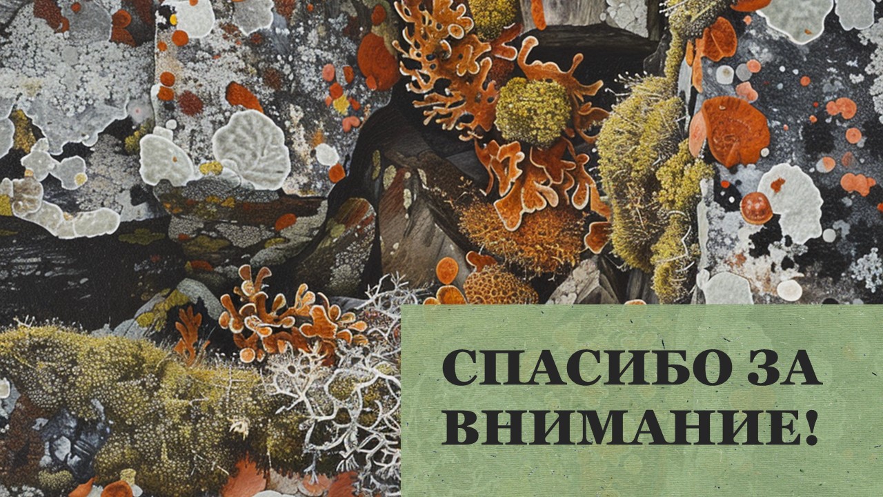 Презентация Лишайники 