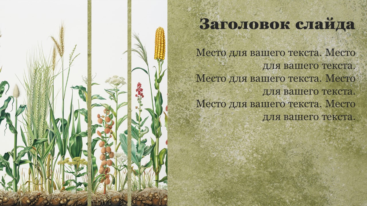 Презентация Методы селекции растений 