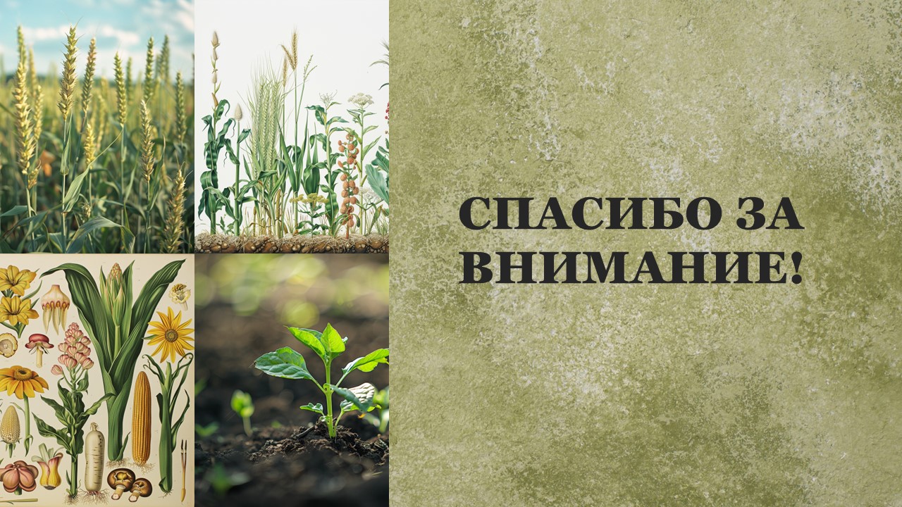 Презентация Методы селекции растений 