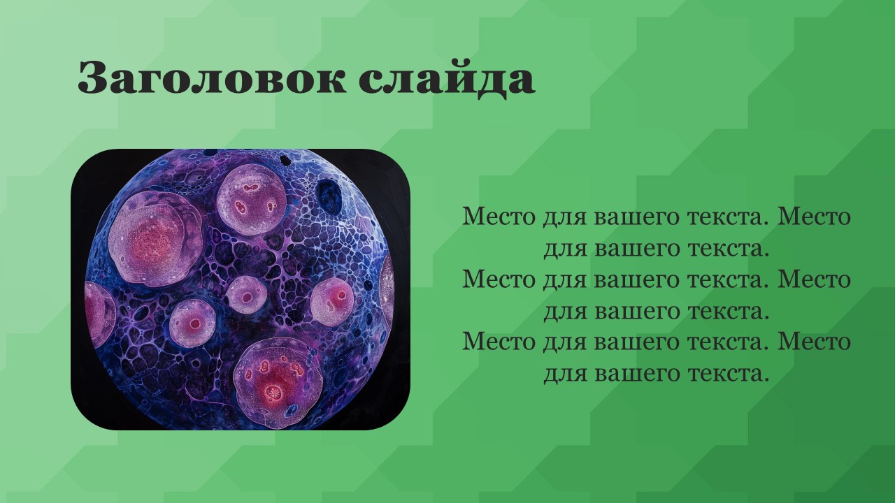 Презентация Митоз клеток 