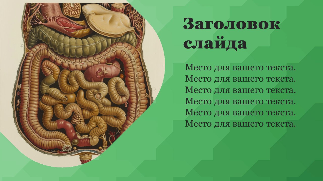 Презентация Пищеварительная система 