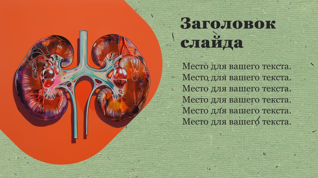 Презентация Почки 