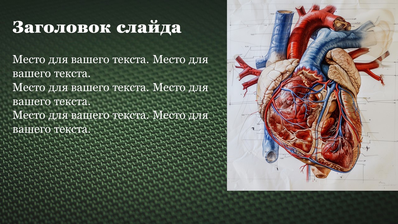 Презентация Сердечно сосудистая система 