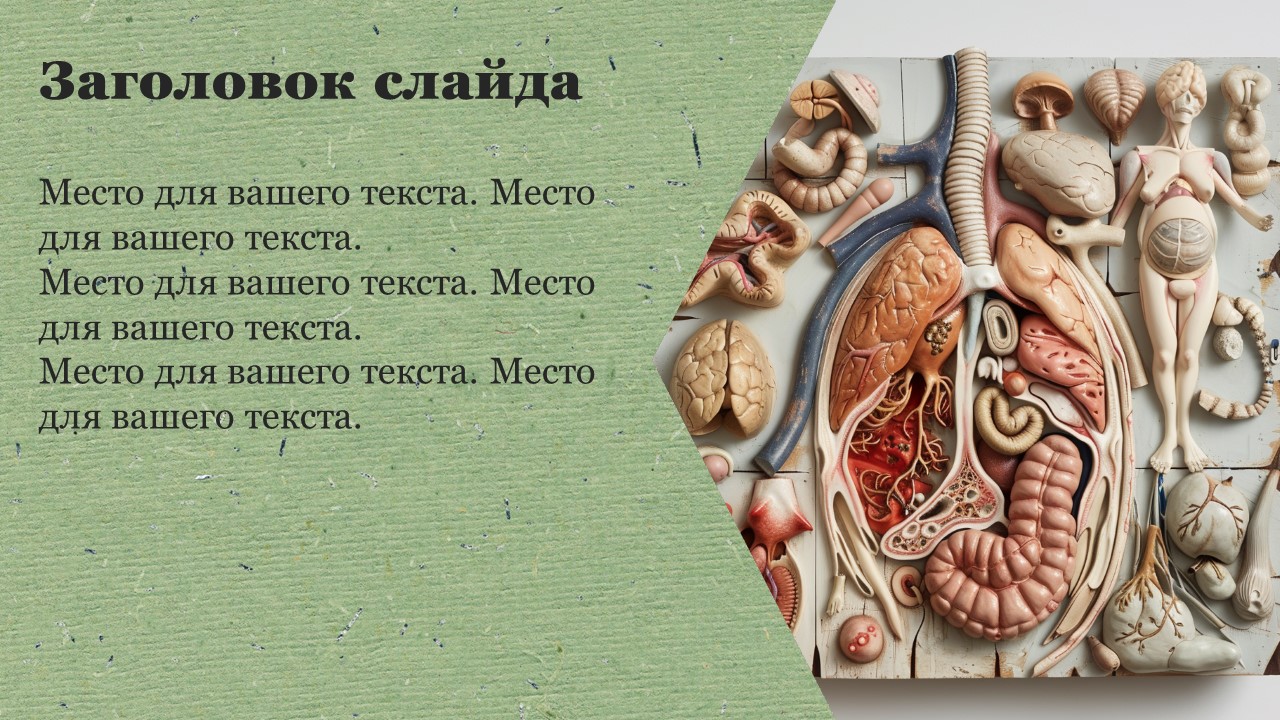 Презентация Системы органов 