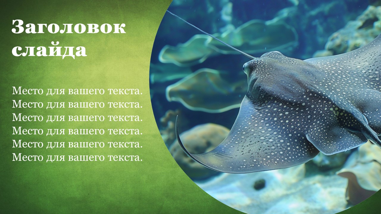 Презентация Скаты 