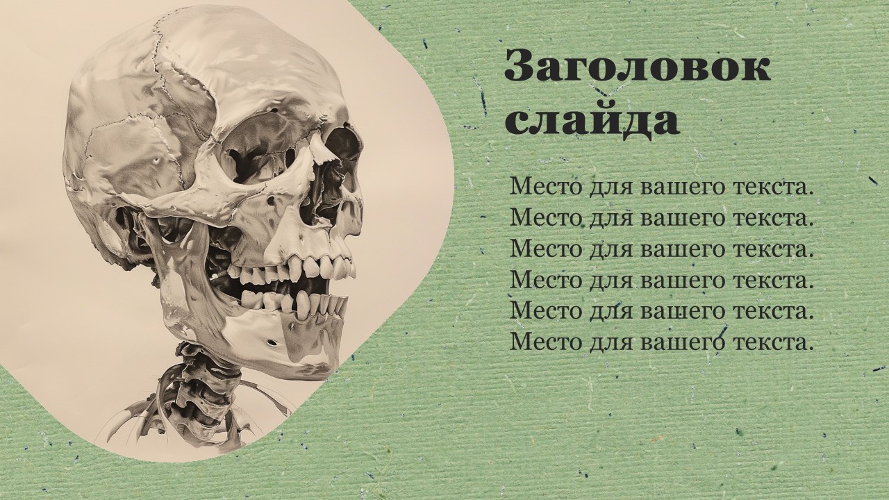 Презентация Скелет 