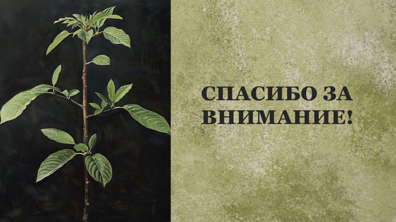 Презентация Стебель растения 