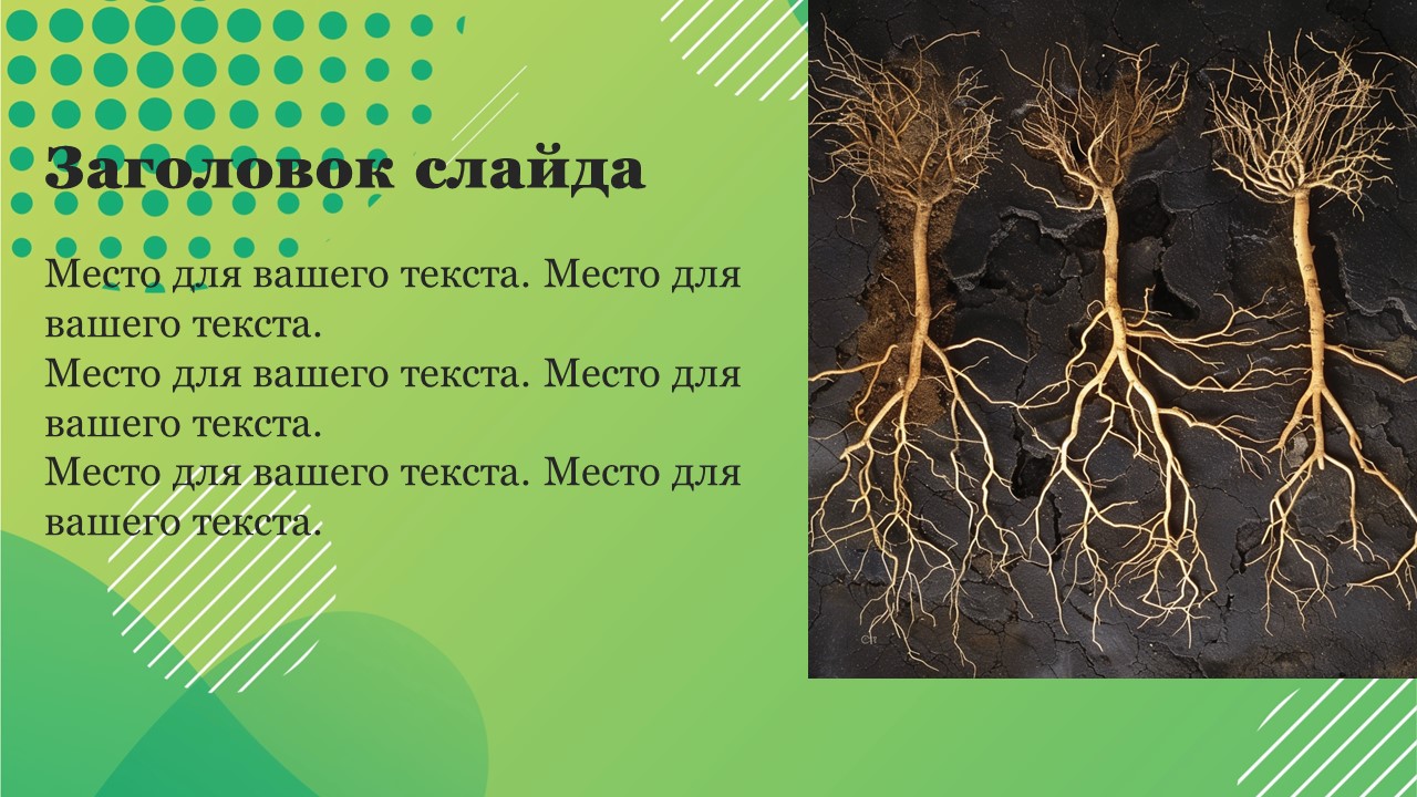 Презентация Типы корней 