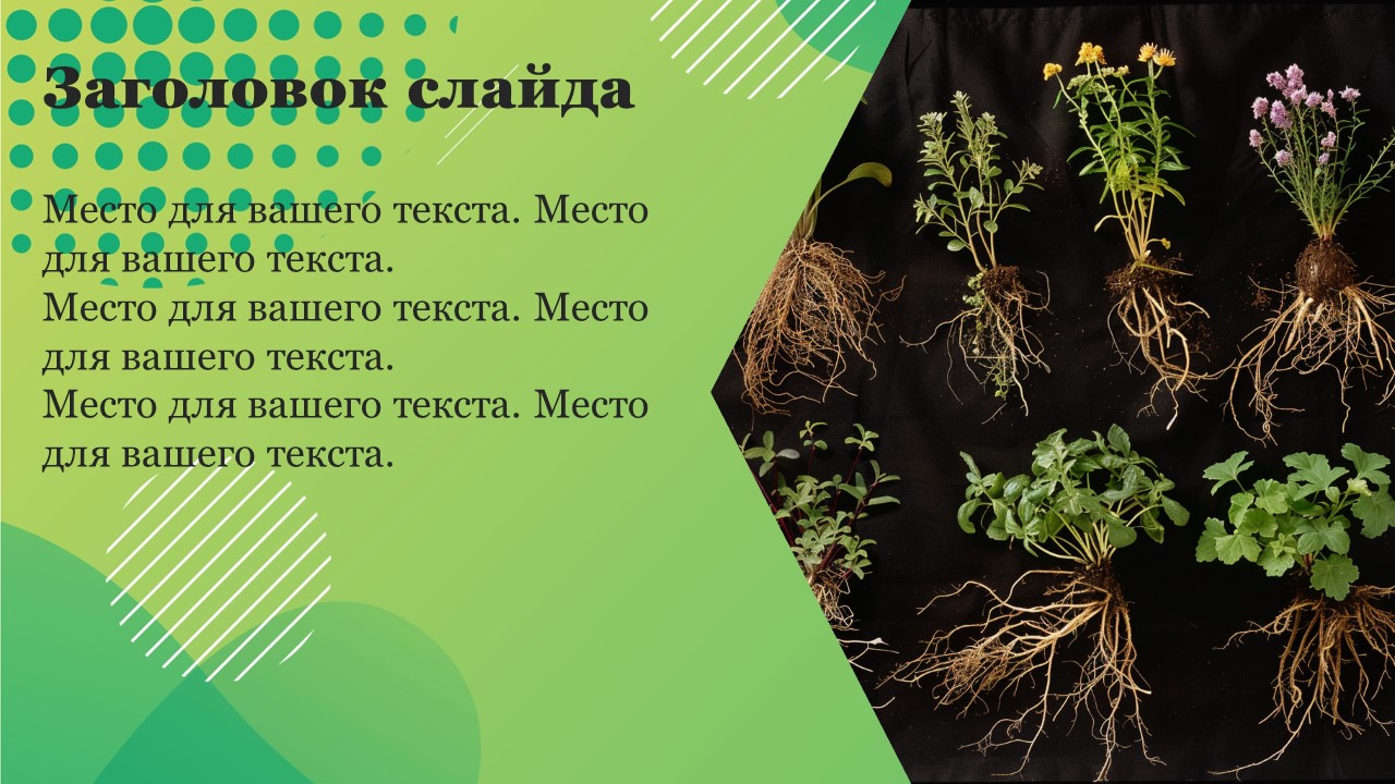 Презентация Типы корней 