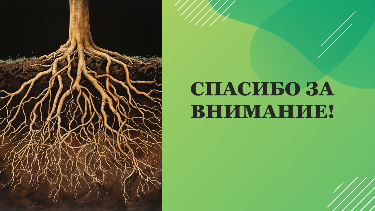 Презентация Типы корней 