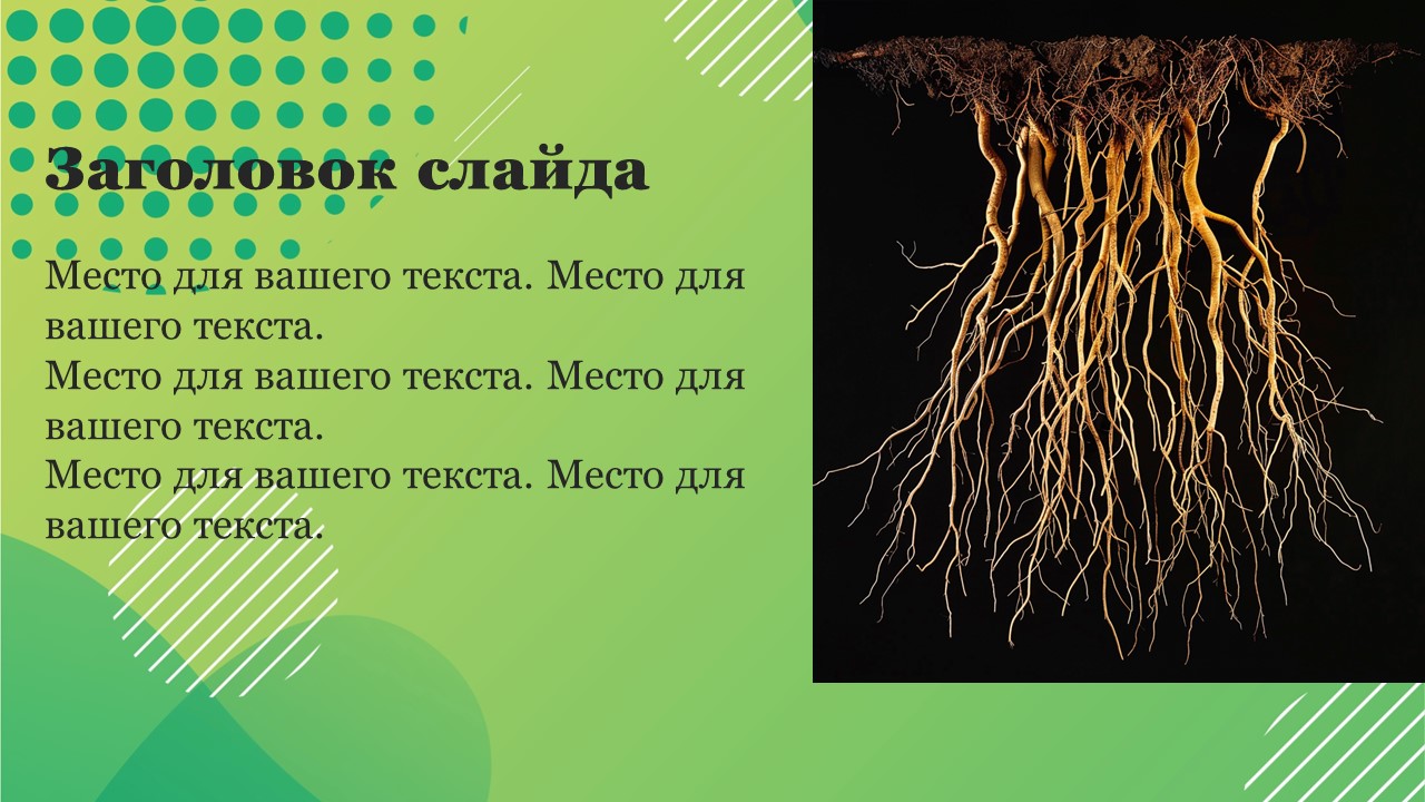 Презентация Типы корневых систем 