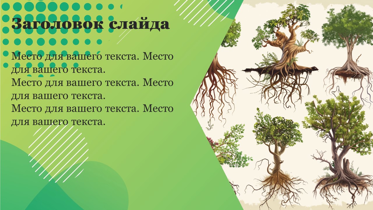 Презентация Типы корневых систем 