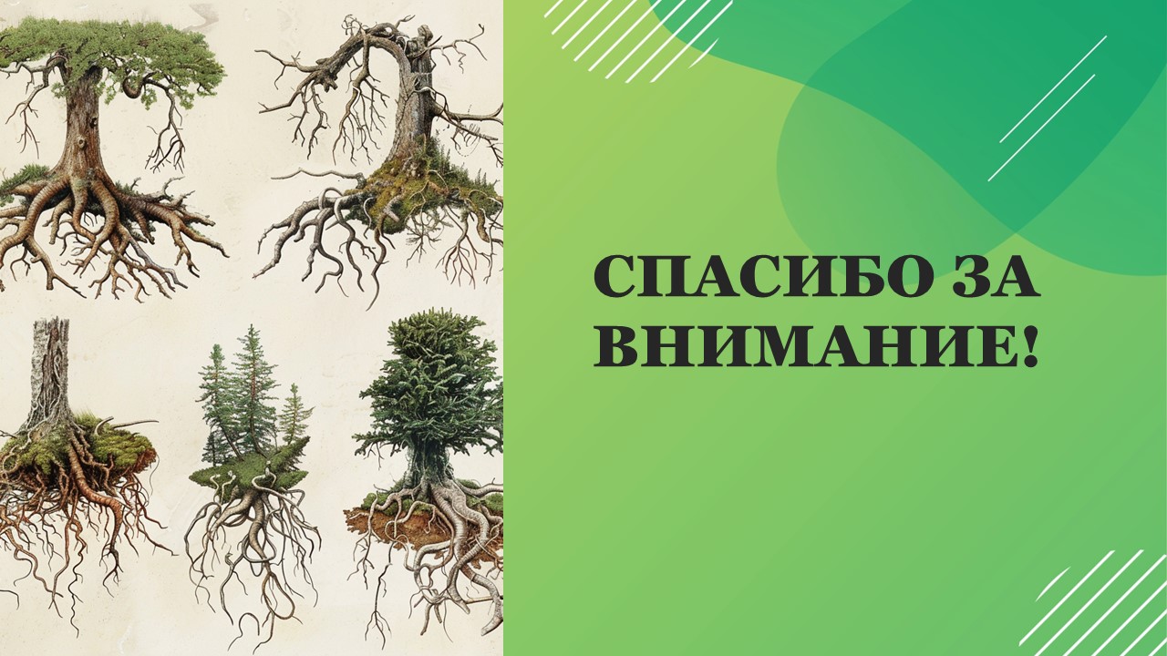 Презентация Типы корневых систем 