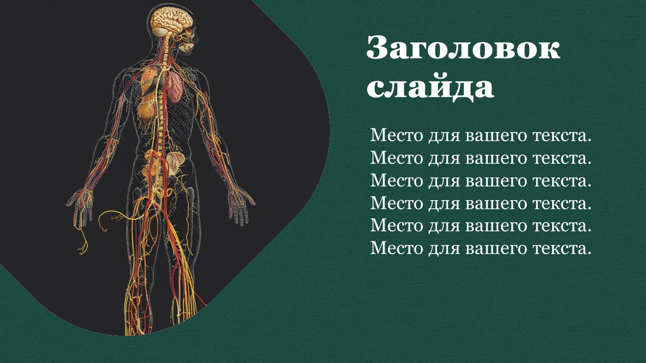 Презентация Вегетативная нервная система 