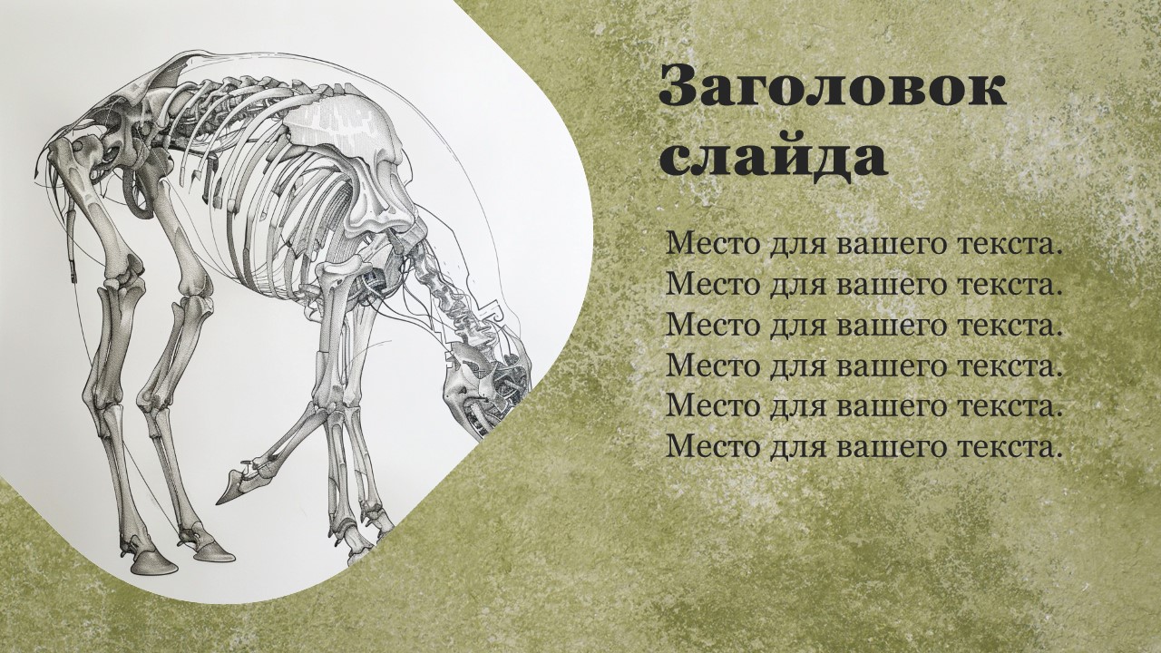 Презентация Животные и их строение 